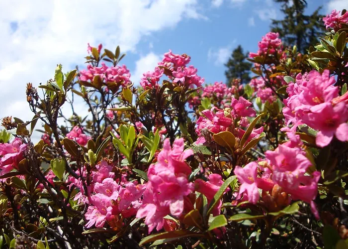 Eder Апартаменты *